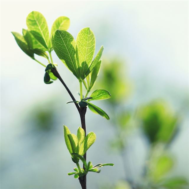 1024x1024 Green - leafs iPad Wallpaper