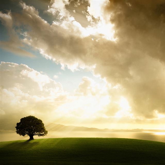 1024x1024 Field Scenery - tree iPad Wallpaper