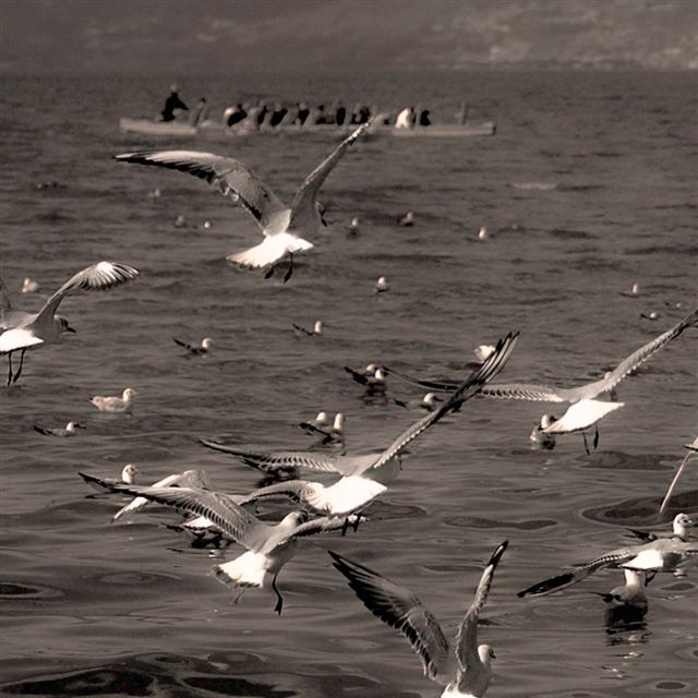 1024x1024 Seagull - seagull iPad Wallpaper