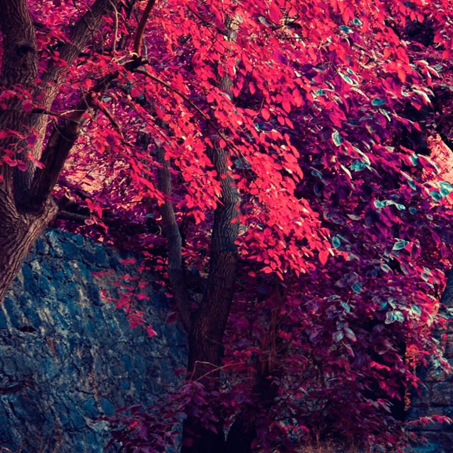 1024x1024 Red maple -  iPad Wallpaper