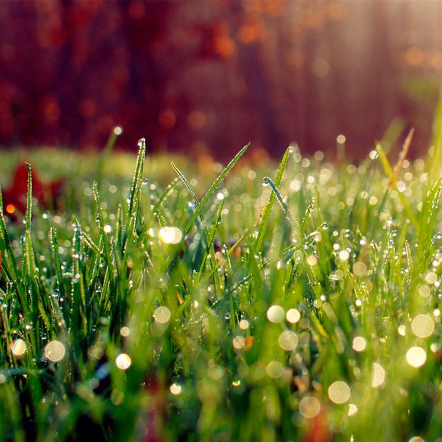 1024x1024 Dew -  iPad Wallpaper