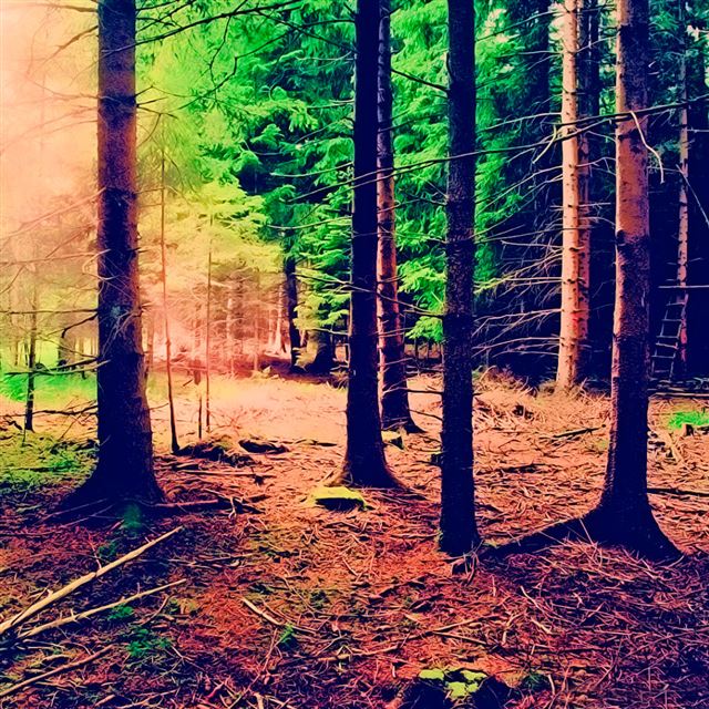 1024x1024 Trees - trees iPad Wallpaper