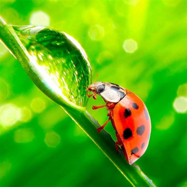 1024x1024 Ladybug -  iPad Wallpaper