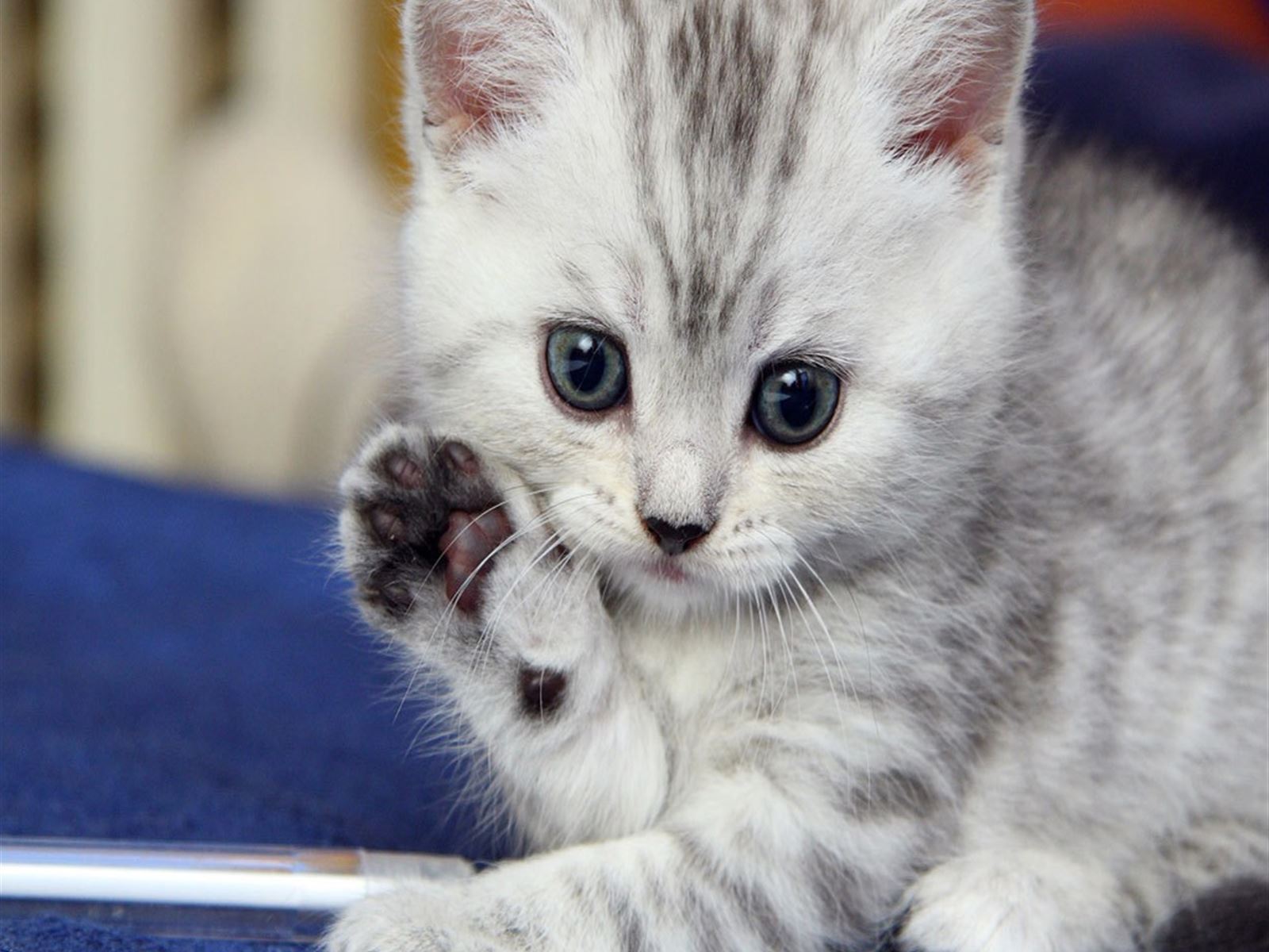 Cat Kitten iPad Wallpapers Free Download