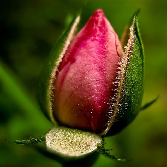 1024x1024 Buds  Flowers Nature Plants  -  iPad Wallpaper