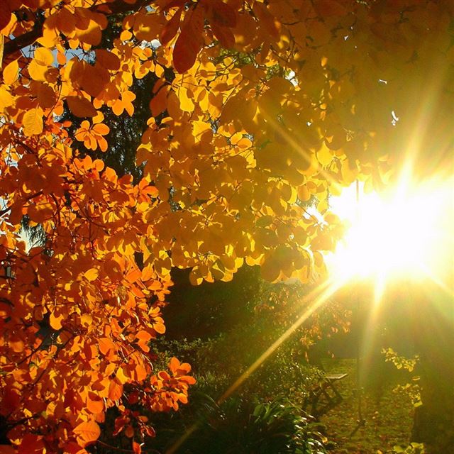 1024x1024 Gold Tree Branch Under Sunshine - sunlight iPad Wallpaper