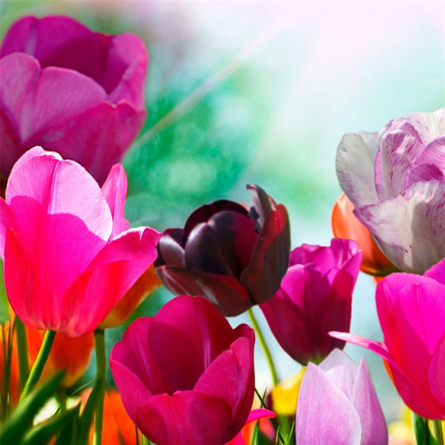 1024x1024 Cyclamen - yellow iPad Wallpaper
