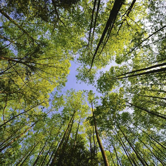 1024x1024 Tree to Sky - tree iPad Wallpaper
