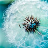 Dandelion Flower  wallpaper