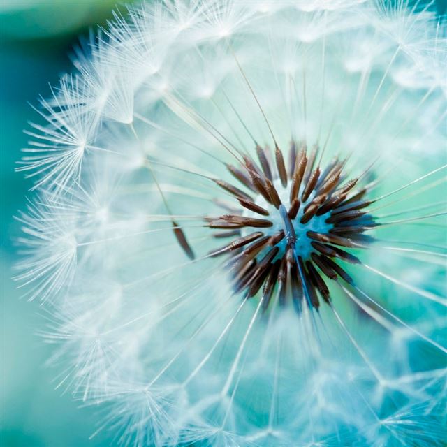 1024x1024 Dandelion Flower  - bokeh iPad Wallpaper