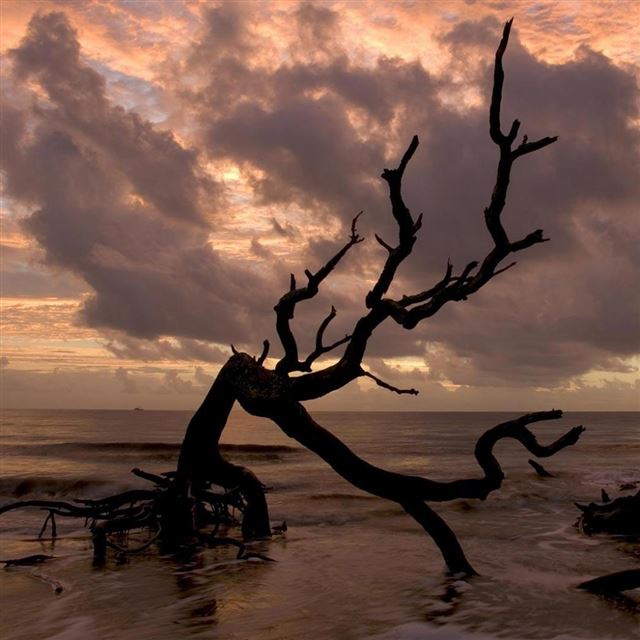 1024x1024 Beached Tree - tree iPad Wallpaper