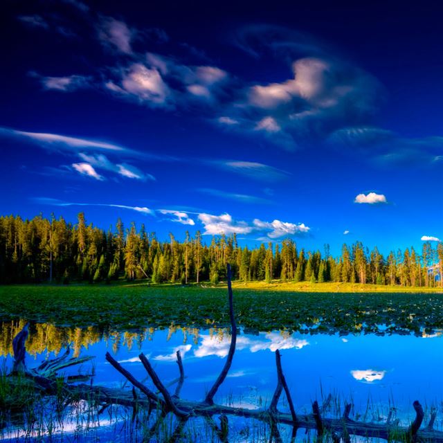 1024x1024 Blue Landscape  - tree iPad Wallpaper