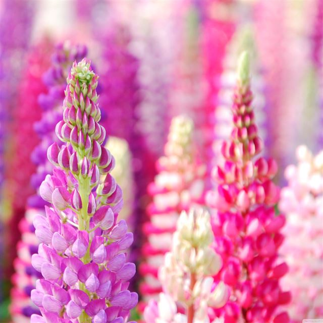 1024x1024 Flower  hyacinth Dolichos - purple iPad Wallpaper