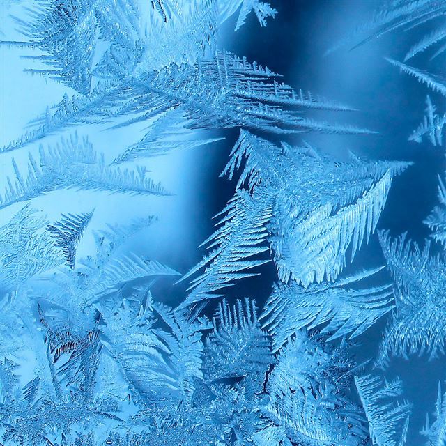 1024x1024 Ice leaves - leaves iPad Wallpaper