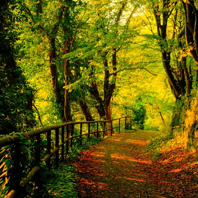 1024x1024 Natural landscape - tree iPad Wallpaper