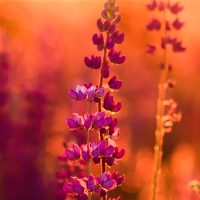 1024x1024 Lavender - lavender iPad Wallpaper