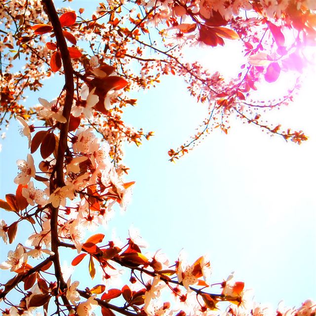 1024x1024 Cherry blossoms - blossoms iPad Wallpaper