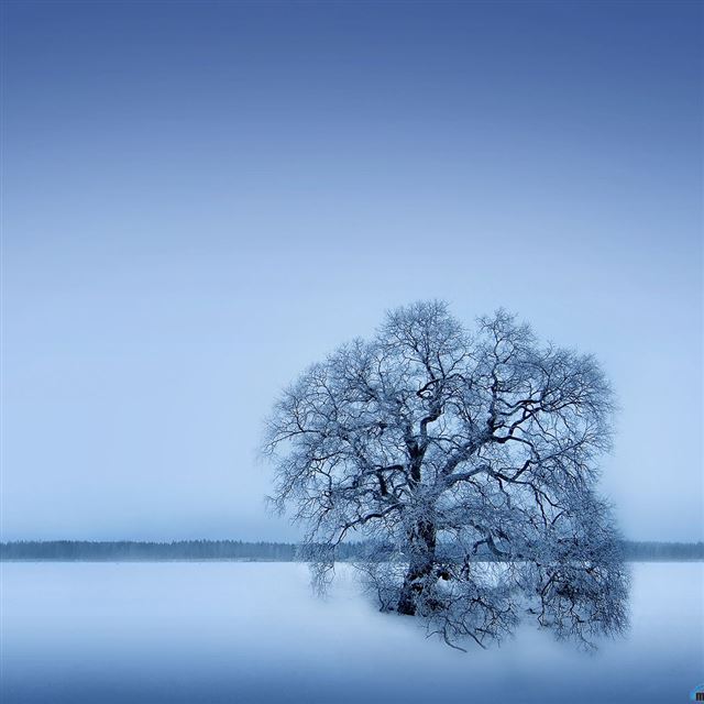 1024x1024 Pure Bleak Snow - tree iPad Wallpaper