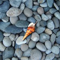 Rocks and Shell wallpaper