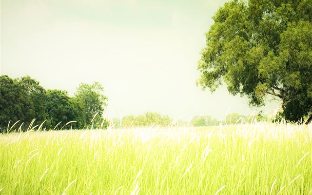 1024x1024 Nature Field Landscape - brown iPad Wallpaper