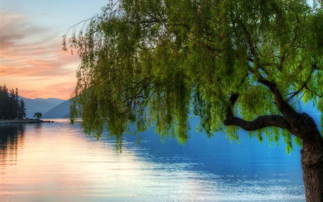1024x1024 Willow Beside Peace Lake - water iPad Wallpaper