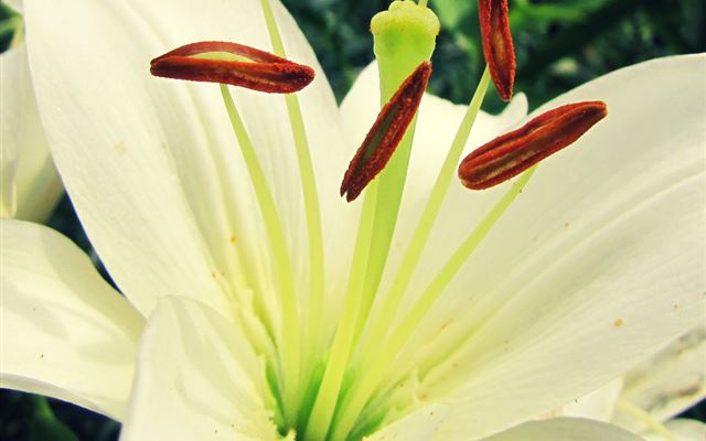 1024x1024 Madonna lily - macro iPad Wallpaper