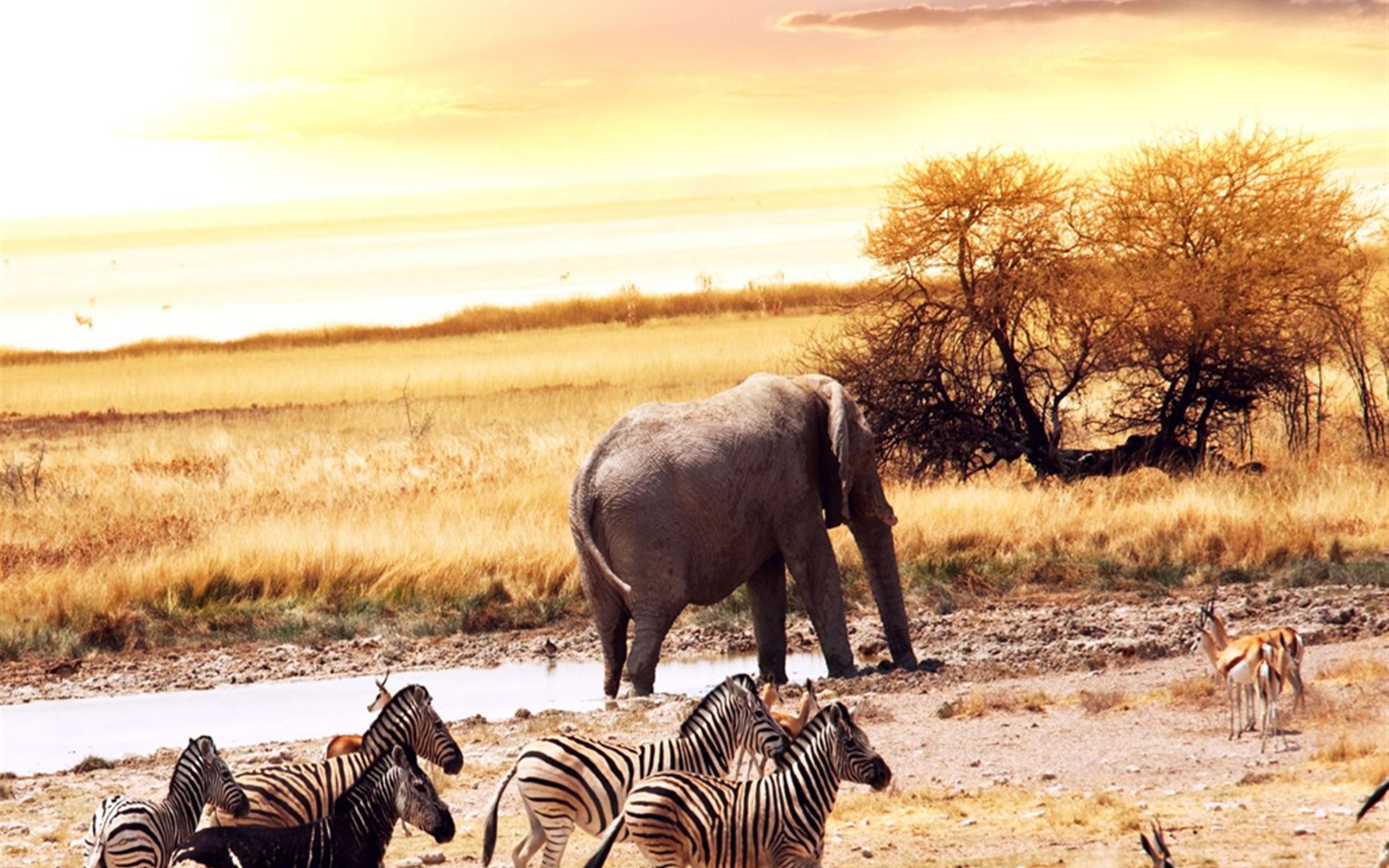 Wild Animals In Africa iPad Wallpapers Free Download