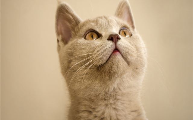 1024x1024 Looking Up Cute Cat - animal iPad Wallpaper