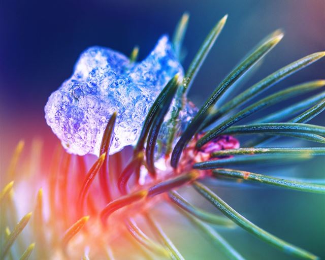 1024x1024 Ice On The Cypress Leaf - ice iPad Wallpaper