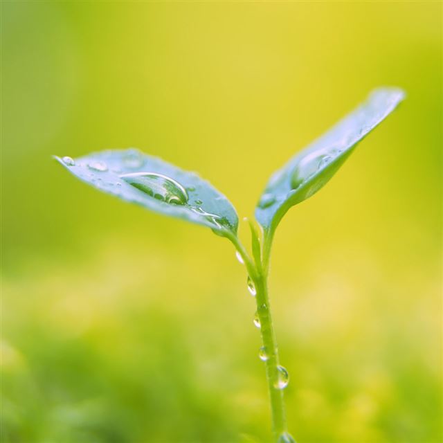 1024x1024 Growing Leaf - leaf iPad Wallpaper