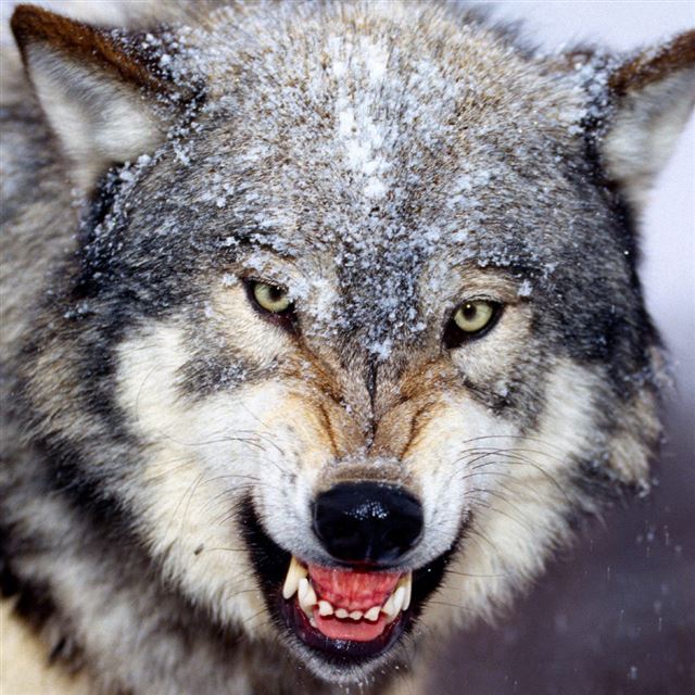 1024x1024 Wolf - cyan iPad Wallpaper