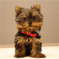 Yorkshire Terrier Puppy wallpaper