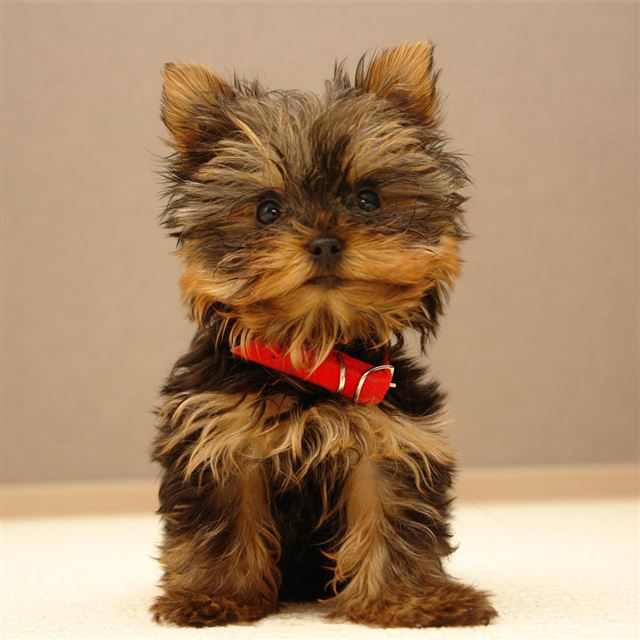 1024x1024 Yorkshire Terrier Puppy - brown iPad Wallpaper