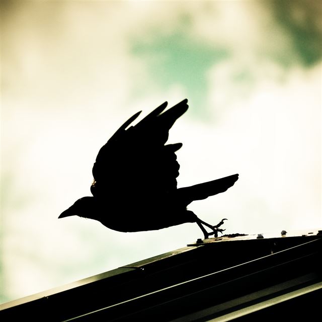 1024x1024 Departure Bird - fly iPad Wallpaper