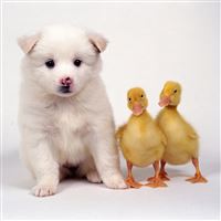 Lovely Puppy Duckies wallpaper