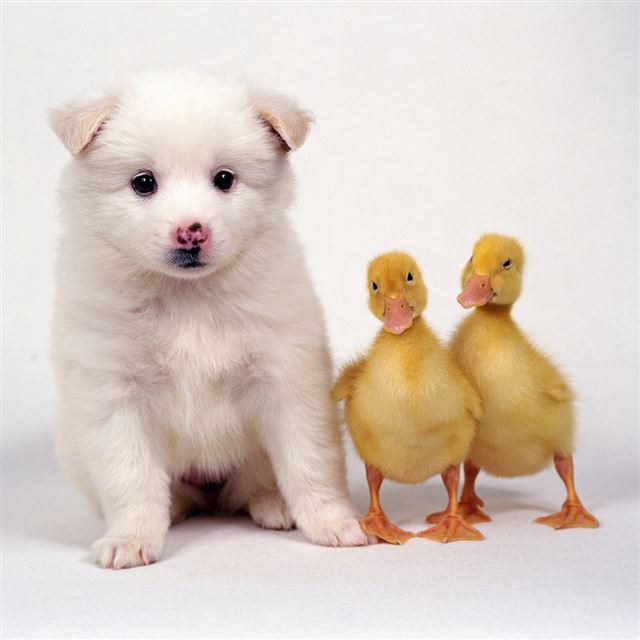 1024x1024 Lovely Puppy Duckies - puppy iPad Wallpaper