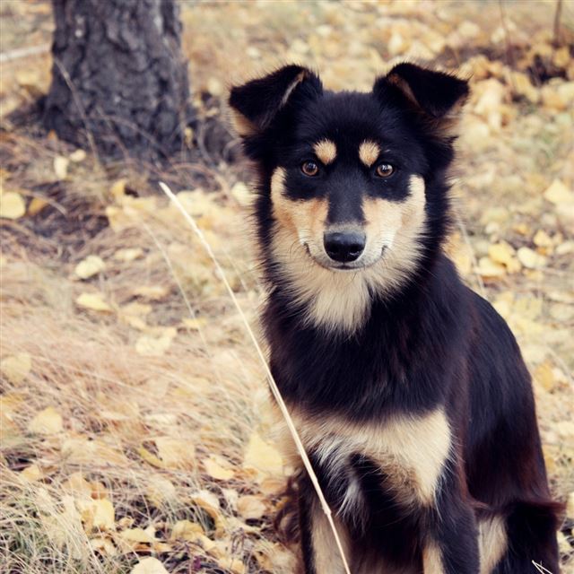 1024x1024 The Sitting Dog On Autumn Field - animal iPad Wallpaper