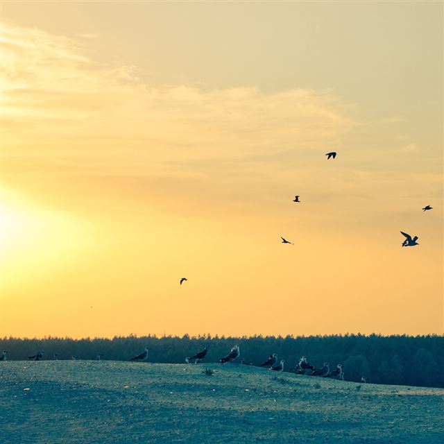 1024x1024 Nature Sunset Wide Field - wide iPad Wallpaper