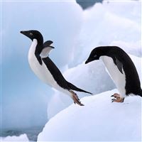 Jumping Penguins wallpaper