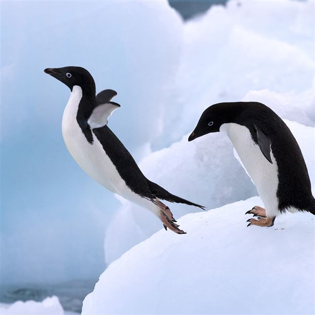 1024x1024 Jumping Penguins - ice iPad Wallpaper