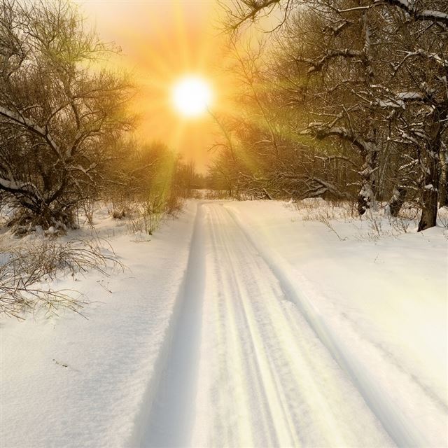 1024x1024 Snow Field sparkling Sun - tree iPad Wallpaper