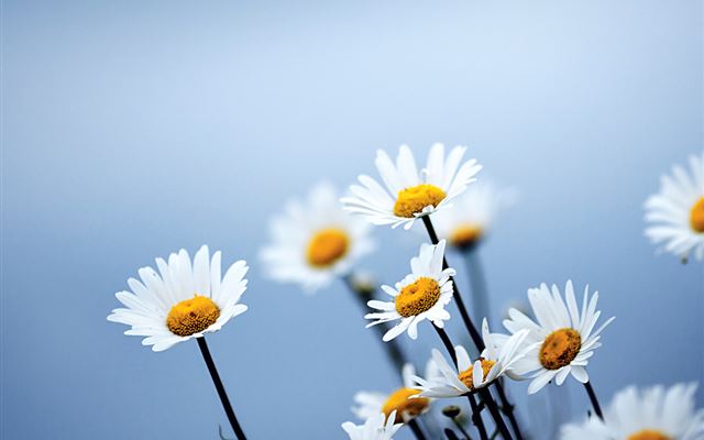 1024x1024 Daisies Early Morning - black iPad Wallpaper