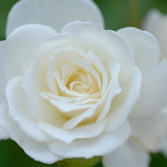 1024x1024 Pure White Flower Macro - macro iPad Wallpaper