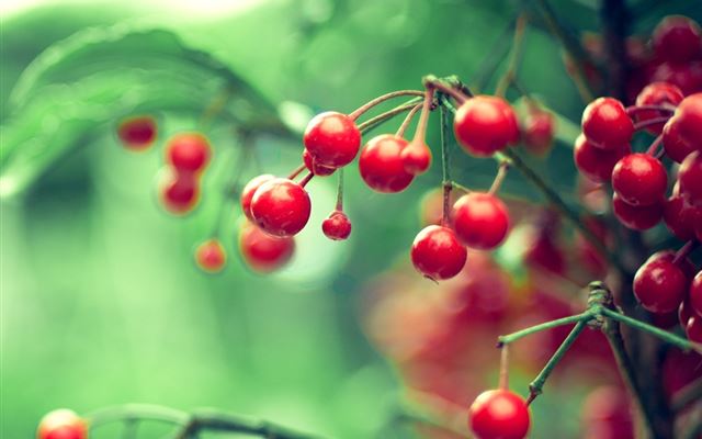 1024x1024 Red  Berries - cyan iPad Wallpaper
