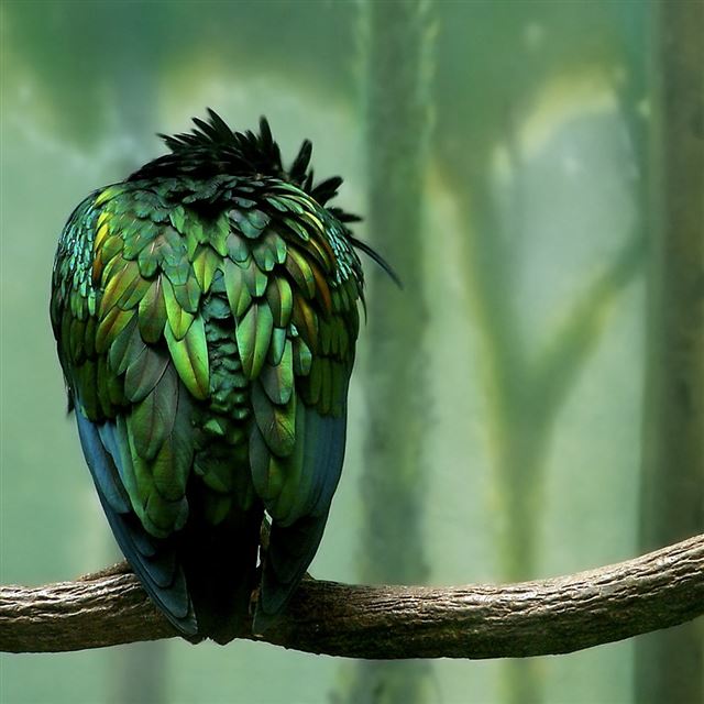 1024x1024 Green Owl - forest iPad Wallpaper