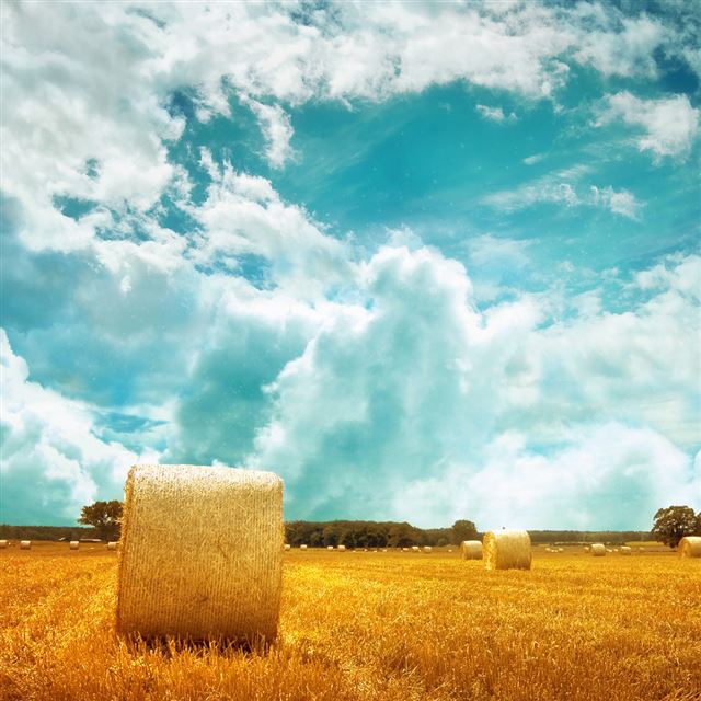 1024x1024 Golden Fields - scenery iPad Wallpaper