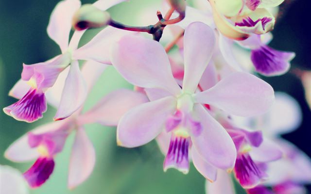 1024x1024 Nature Pink Flower -  iPad Wallpaper