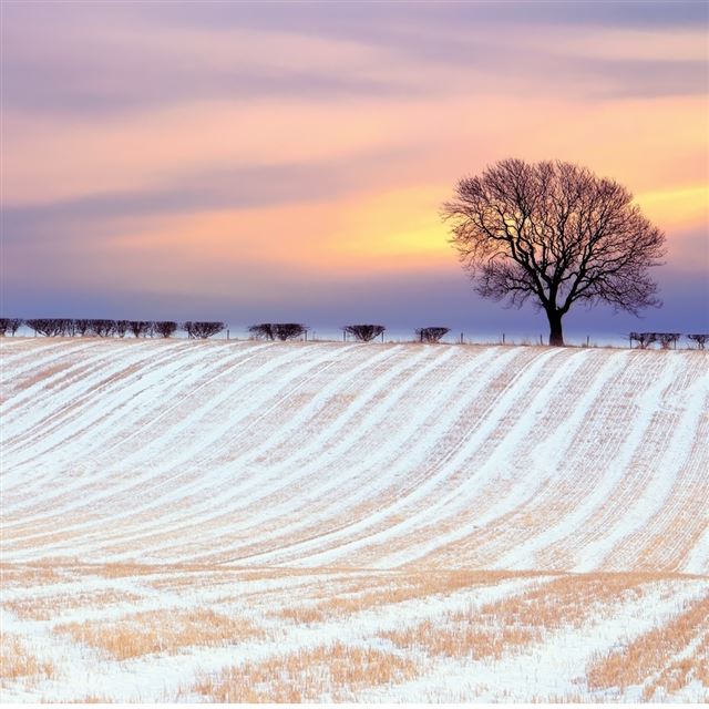 1024x1024 Wonder Winter Sunny Snowy Field - tree iPad Wallpaper