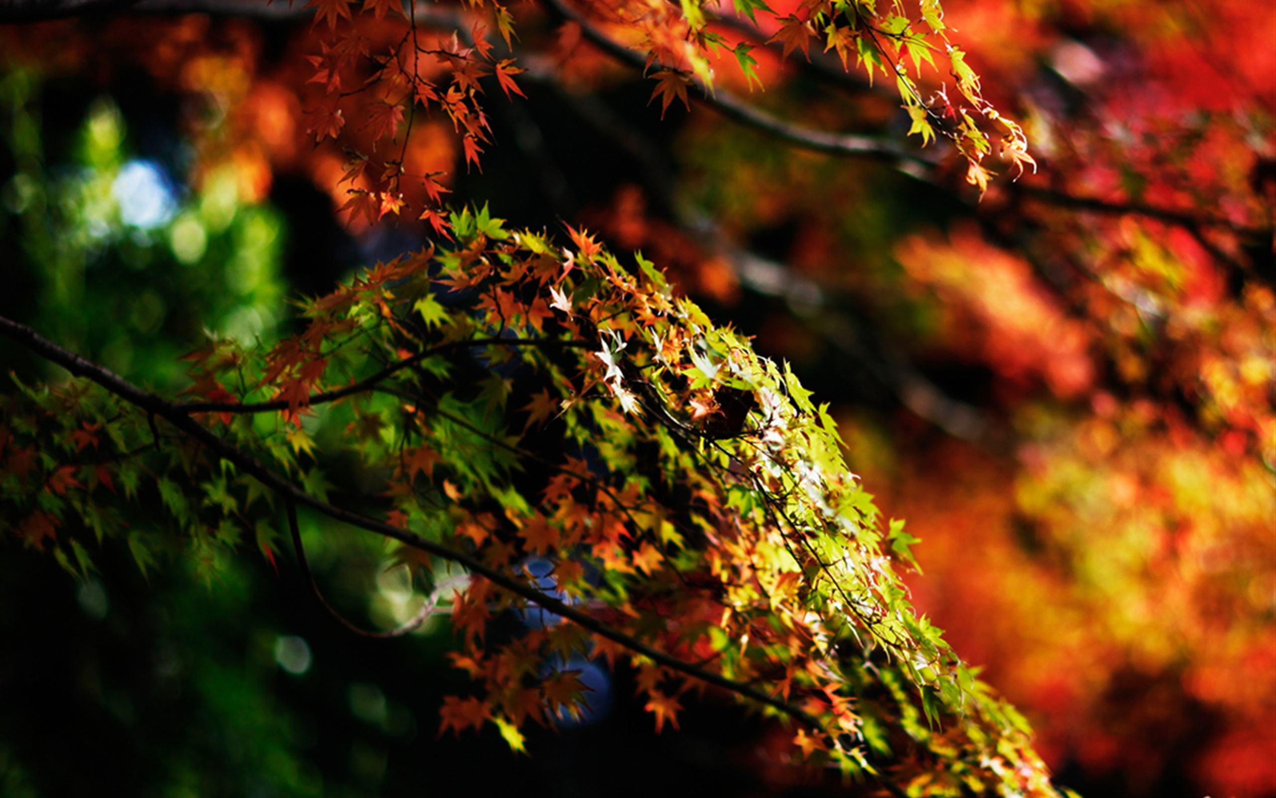 Japanese Maple Tree Autumn iPad Wallpapers Free Download
