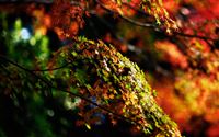 Japanese Maple Tree Autumn wallpaper